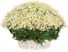 Цветочная композиция из Ромашки в корзине #REPLACE_PRED# Колодкино